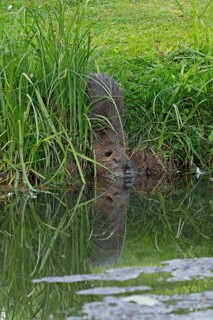 Nutria (Myocastor coypus) enters the water, mirror image, pond, Boizenburg, Mecklenburg-Vorpommern,