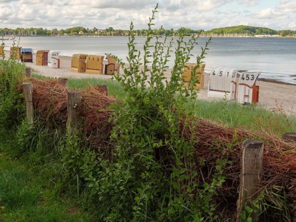 Green plants and wood in the foreground, followed by beach chairs and calm sea in the background,