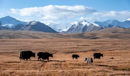 Glaciated and snow-covered mountains, herd of yaks grazing on the plateau in autumnal mountain