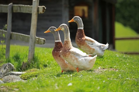 Domestic geese, mountain pasture, Austria, Europe
