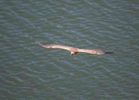 Griffon vulture (Gyps fulvus), Monfraguee National Park, Extremadura, Castilla La Mancha, Spain,