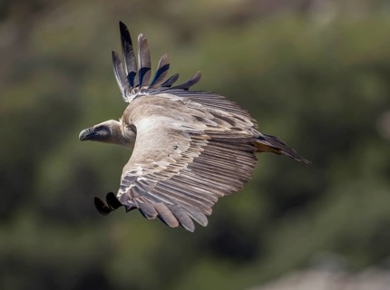 Griffon vulture (Gyps fulvus), Monfraguee National Park, Extremadura, Castilla La Mancha, Spain,
