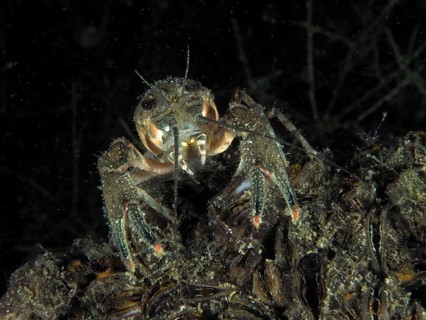 A crayfish (Faxonius limosus) explores at night the underwater bottom overgrown with mussels