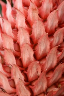 Pineapple plant or ananas (Ananas comosus)