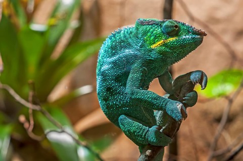 Panther Chameleon, terrarium in the Nuremberg Zoo, Nuremberg, Middle Franconia, Bavaria, Germany,