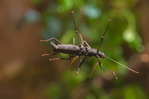 Velvet grasshopper (Peruphasma schultei) in the terrarium, Nuremberg Zoo, Nuremberg, Middle