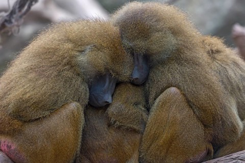 Guinea baboons, also known as sphinx baboons or guinea baboon (Papio papio), Nuremberg Zoo, Middle