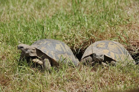 Hermann's tortoises (Testudo hermanni boettgeri), Greece, Europe