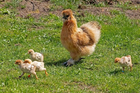 Silk hen with Wyandotte chick, hen, Wittorf, Samtgemeinde Bardowick, Lower Saxony, Germany, Europe