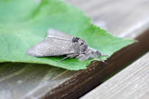 Calliteara pudibunda, Moth, Macro, Hair, In the resting position the Calliteara pudibunda stretches