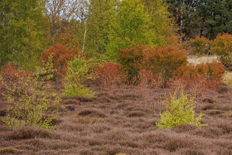 Spring heath with a colourful mix of green and brown bushes and trees, grasses and shrubs with