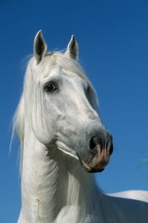 Andalusian, Andalusian horse, Antequera, Andalusia, Spain, Europe