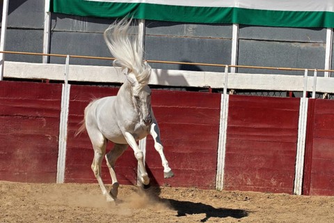 Andalusian, Andalusian horse, Antequerra, Andalusia, Spain, Europe
