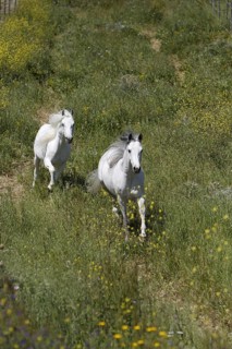 Arabian, Horse, Hinterland, Andalusia, Spain, Europe