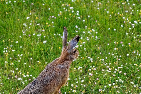 A European hare (Lepus europaeus) seen from the side standing in a flowering meadow surrounded by