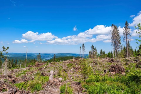 Deforested forest with a view of a wide landscape under a clear blue sky with some clouds,