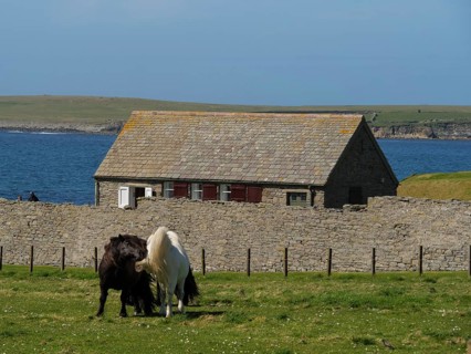 Two ponies standing in a pasture in front of a stone wall and a farmhouse with the sea in the