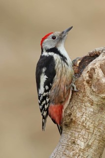 Middle spotted woodpecker (Dendrocopos medius) sitting at a water pot in a tree trunk, Animals,