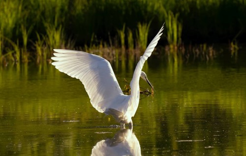 Great egret (Ardea alba), hunting, water, Lower Austria