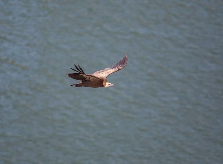 Griffon vulture (Gyps fulvus), Monfraguee National Park, Extremadura, Castilla La Mancha, Spain,