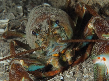 Detailed view of a crayfish head with focussed eyes. Signal crayfish (Pacifastacus leniusculus),