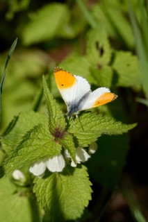 Orange tip (Anthocharis cardamines), May, Saxony, Germany, Europe
