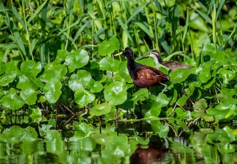 Northern jacana (Jacana spinosa), female and male among aquatic plants in the water, Tortuguero