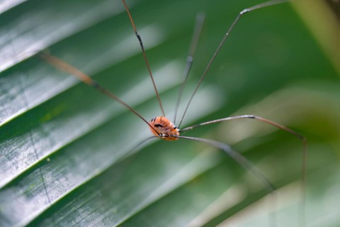 Harvestman (Opiliones) sitting on a leaf, Tortuguero National Park, Costa Rica, Central America