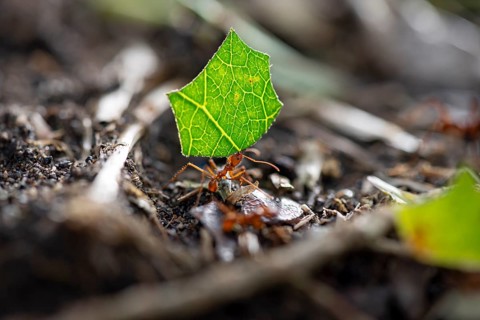 Leaf-cutter ant (Atta cephalotes) carrying a piece of leaf, rainforest, Tortuguero National Park,