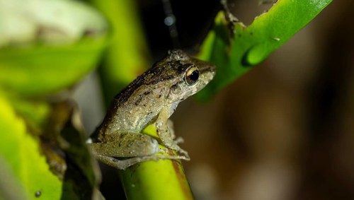 Fitzinger's dink frog (Craugastor fitzingeri) sitting on a stalk, at night, Tortuguero National
