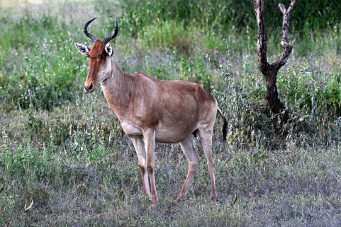 Coke's Hartebeest (Alcelaphus buselaphus cokii), adult, Serengeti National Park, Tanzania, Africa