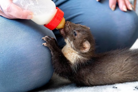 Beech marten (Martes foina), practical animal welfare, young animal receives milk with a bottle in