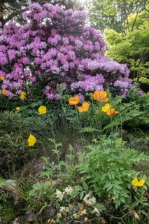 Welsh poppy (Meconopsis cambrica) in front of rhododendron, Emsland, Lower Saxony, Germany, Europe