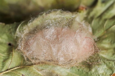 Pale tussock (Calliteara pudibunda), cocoon, North Rhine-Westphalia, Germany, Europe