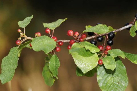 Common buckthorn (Frangula alnus, Rhamnus frangula), branch with fruit, North Rhine-Westphalia,