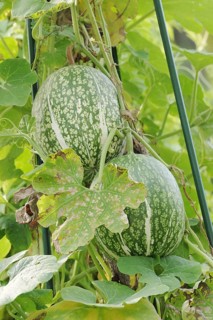 Siam pumpkin (Cucurbita ficifolia), fruit, useful plant, North Rhine-Westphalia, Germany, Europe