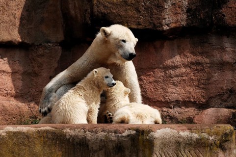 Polar bear mother with two young polar bears, Ursus maritimus, Nuremberg Zoo, Am Tiergarten 30,