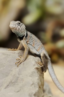 Common collared lizard (Crotaphytus collaris), captive, occurring in North America