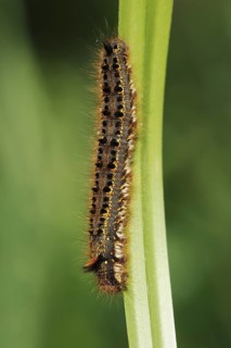 Drinker moth (Euthrix potatoria), caterpillar, North Rhine-Westphalia, Germany, Europe