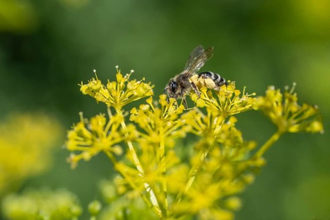 Honey bee (Apis mellifera) a Yellow umbel (Smyrnium perfoliatum), Emsland, Lower Saxony, Germany,
