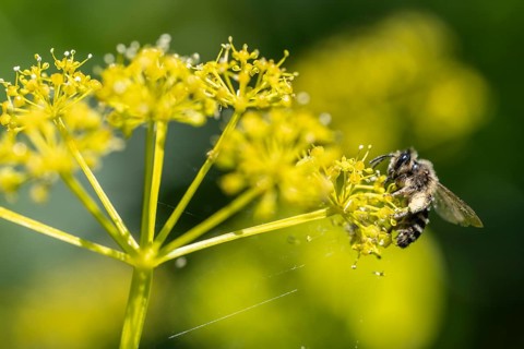 Honey bee (Apis mellifera) a Yellow umbel (Smyrnium perfoliatum), Emsland, Lower Saxony, Germany,