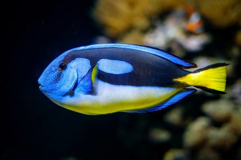 Blue palette surgeonfish Paracanthurus hepatus aka blue tang fish underwater in sea