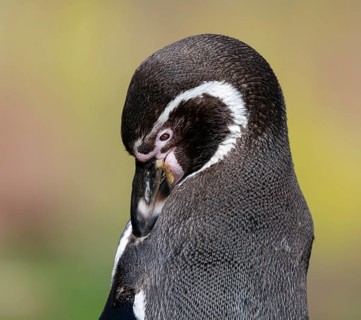 Humboldt penguin (Spheniscus humboldti) preens itself, occurrence in South America, captive,