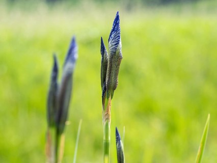 Siberian iris (Iris sibirica), close-up with focus stacking, near Irdning, Ennstal, Styria