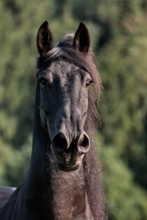 Friesian, Friesian horse
