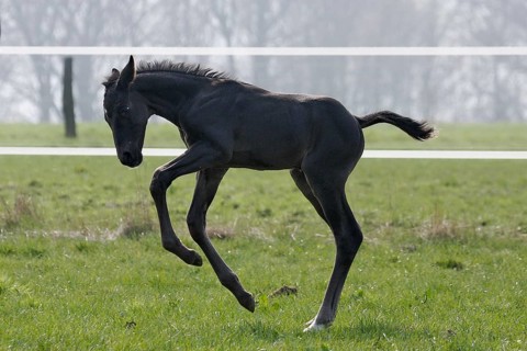 Hanoverian, foal