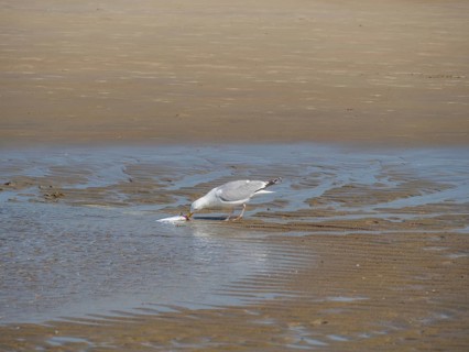 A seagull bends down to peck at a fish in the sand, squabbling seagulls on a north sea beach at low