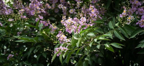 Natural Queens Crape Myrtle (Lagerstroemia speciosa) violet flowers blooming in a forest