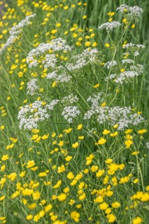 Cow parsley (Anthriscus sylvestris) and tall buttercup (Ranunculus acris), Emsland, Lower Saxony,