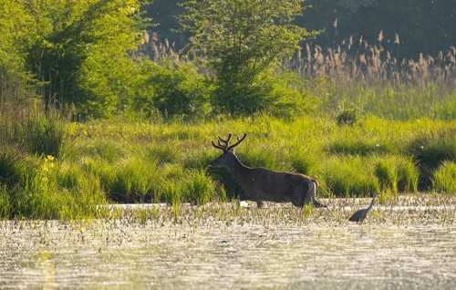 Red deer (Cervus elaphus), Grey heron (Ardea cinerea), water, backlight, Lower Austria